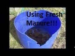 How to use fresh chicken manure in the garden. How To Use Fresh Chicken Manure In The Garden Youtube