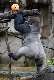 Oh My Gourd Adorable Zoo Animals Play With Halloween Pumpkins Gorilla Silverback Gorilla Zoo Animals