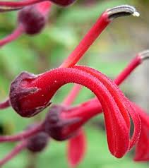 Image result for Lobelia chireensis