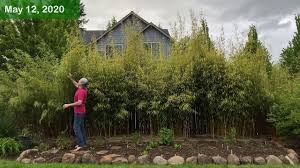 Some varieties can grow up to two inches per hour in optimal weather! Clumping Bamboo How Fast Does It Grow Youtube