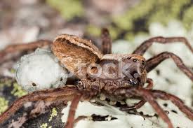 A aranha lobo recebeu este nome devido ao facto de não tecer teias e de caçar no solo emboscando as presas, como os lobos fazem em liberdade. Aranha Lobo Com Ovos Extremo Close Up Fotos Do Acervo Freeimages Com