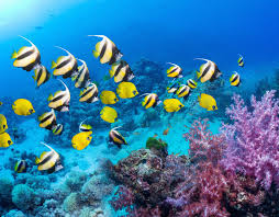 Image result for butterfly fish and planktons fish