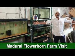 Flowerhorn Farm Vlog Madurai Vignesh Aqua Youtube