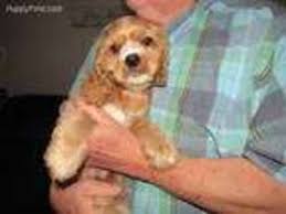 If instead you're buying a cocker spaniel puppy from a breeder, you'll need to factor in this cost. Puppyfinder Com Cocker Spaniel Puppies Puppies For Sale Near Me In Toledo Ohio Usa Page 1 Displays 10
