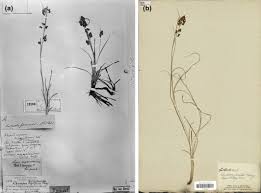 Image result for Pycreus sp.no.1