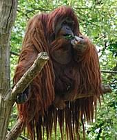 By contrast, human strength is mainly in our lower torso and legs. Orangutan Wikipedia