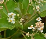 Image result for Triumfetta dekindtiana