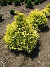 King's gold falsecypress has attractive gold foliage. Chamaecyparis Pisifera Gold Spangle Wholesale Nursery Supplies Plant Growers In Oregon Nursery Guide