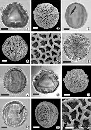 Image result for Paropsia