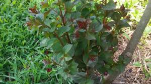 Not finding what you're looking for? Crepe Myrtle Newbie Gardener Help Needed
