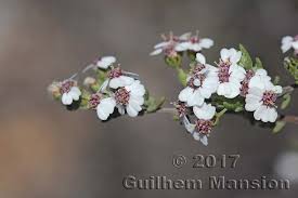 Image result for Eriocephalus racemosus