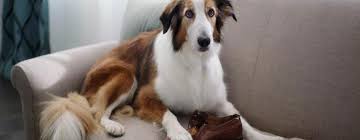 Reward your dog for staying off the furniture. Training Your Puppy To Stay Off The Furniture Pedigree