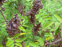 Image result for Indigofera subulata