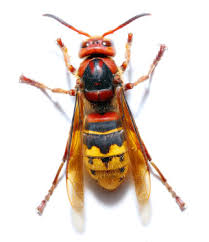 Bristol Wasp Control From 49 00 Wasp Best Pest Control Insects
