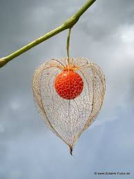 Physalis Chinese Lantern Plant Ungewohnliche Blumen Blumen Pflanzen Schone Blumen