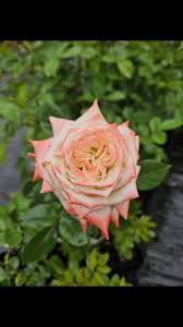 Image result for Impatiens zombensis