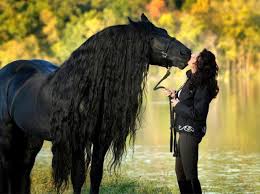 Beautiful Black Horse With Long Neck Hair More Pictures Horses Horse Wallpaper Most Beautiful Horses