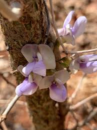 Image result for Decorsea schlechteri