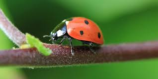 Observation à la loupe de cette petite bête super équipée ! La Coccinelle Description Alimentation Reproduction Des Coccinelles