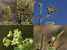 Image result for Santalaceae