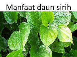 Bisa diminum, disamping itu airnya untuk membasuh vagina. Manfaat Daun Sirih Untuk Wanita Informasi Dunia Kesehatan