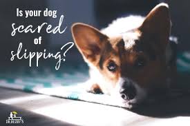 Maybe you would like to learn more about one of these? Why Your Dog Is Afraid Of Hardwood Floors 5 Practical Solutions Dr Buzby S Toegrips For Dogs