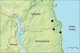 Image result for Warneckea cordiformis