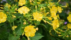 We did not find results for: Mirabilis Jalapa Kaleidoscope Four Stock Footage Video 100 Royalty Free 1037547929 Shutterstock