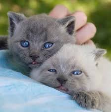 Good Morning Kitten Angel S Little Boy Max 5 May 28 2019 Max And Maven Fluffy Animals Kittens Mama Cat