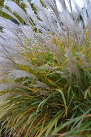 Image result for Miscanthus violaceus