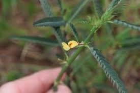 Image result for Aeschynomene baumii