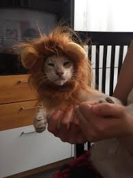 See more of musetti animaletti on facebook. Illibus On Twitter I Miei Musetti Animaletti Preferiti Al Mondooooo