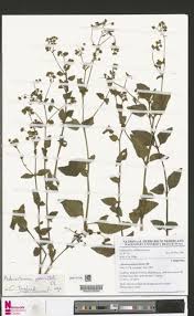 Image result for Adenostemma viscosum