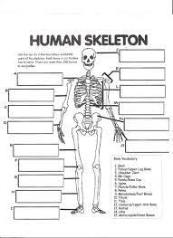 Digestive System Labeling Worksheet Answers Human Skeleton Worksheet Skeletal System Worksheet Human Body Worksheets Body Systems Worksheets