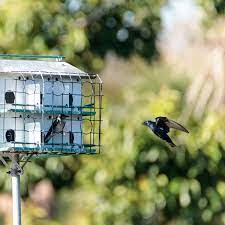 The purple martin breeds near where humans are. Why Do Purple Martins Have Such Big Houses