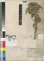 Image result for Toddalia simplicifolia