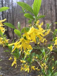 Forsythia Forsythia Wild Flowers Plants