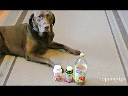 How To Make Dog Uti Home Remedy Budget Friendly Youtube In 2020 Dog Uti Bladder Infection In Dogs Dog Remedies