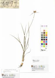 Image result for Scleria mikawana