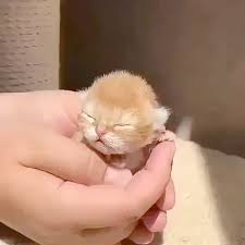 126,958 likes · 40,835 talking about this. Doll Face Persian Kittens For Sale Near Me Either Kittens For Free Kildare Kittens For Free Tampa Enough Cu Cute Animals Cute Baby Animals Funny Animal Videos