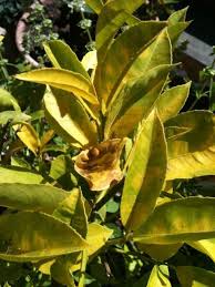 Why Are My Lemon Tree Leaves Yellow Lemon Tree Potted Citrus Trees Lemon Tree