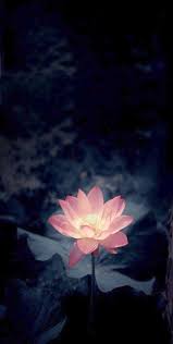 Psphoto Nature In 2021 Photography Wallpaper Flower Phone Wallpaper Pretty Wallpapers