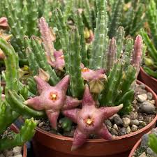 Image result for Stapelia