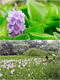 Pin On Flowers Of Bangladesh