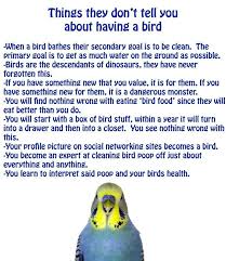 Birds That Start With The Letter T True To Every Letter What They Don T Tell You About This Owning A Budgie Is How Fast And Thoroughly You Get Wrapped Around Parrot Funny Parrots Budgies Bird