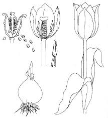 Malvorlagen Dibijos