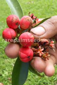 Image result for Symphonia globulifera