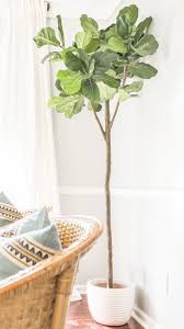 Only 3 available and it. The Best Faux Fiddle Leaf Fig Tree Where I Got The Most Realistic Fake Fig