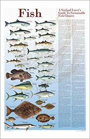 Amazon Com Seafood Sustainable Fish Poster And