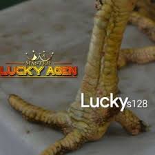 Ayam Bangkok Sisik Kaki Garis 1 Misterius Ayam Kaki Bangkok